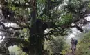 Madeira gemütlich erwandern – Bild 9