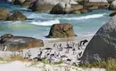 Pinguine am Strand von Südafrika Pinguine tummeln sich an einem felsigen Strand in Südafrika, umgeben von Wellen und Felsen.