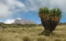 Kilimanjaro Lemosho-Route (Northern Circuit) - individuell