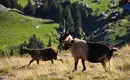 Individuelle Alpenüberquerung vom Tegernsee nach Kitzbühel