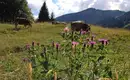 Bergwiese mit Blumen und Almkühen Blumen und Kühe auf einer Alpwiese mit Bergkulisse im Allgäu.