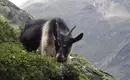 Wilde Bergziege im Val Maira Eine Bergziege grast in der alpinen Landschaft des Val Maira.