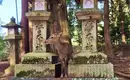 Japan: Kirschblüte oder Herbstlaub zaubern Farbenwunder