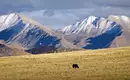Yak in beeindruckender tibetischer Gebirgslandschaft Ein Yak grast in einer weiten tibetischen Hochlandlandschaft vor schneebedeckten Bergen.