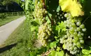 5-tägige individuelle Wanderungen Welterbesteig Wachau