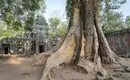 Verwunschene Tempelruinen in Angkor Wat Große Baumwurzeln umschließen alte Tempelruinen in Angkor Wat, Kambodscha.