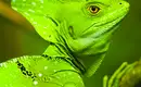 Costa Ricas Highlights entdecken