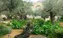 Israel für Einsteiger - Eine Reise durch Geschichte, Natur und Kultur