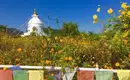 Majestätische Stupa in Nepal Weiße Stupa mit Gebetsfahnen und blühenden Blumen im Vordergrund.