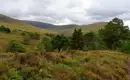 Eine weitere Wanderungen durch den Cairngorms National Park Blick auf grüne Hügel und Bäume im Cairngorms National Park bei bedecktem Himmel.