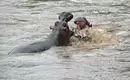 Uganda: Auf den Spuren der majestätischen Berggorillas