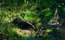 Die Highlights im Nationalpark Bayerischer Wald erwandern