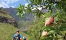 Wanderung in den Drakensbergen, mit wunderschöner Protea im Vordergrund Zwei Wanderer in den Drakensbergen mit blühender Protea im Vordergrund