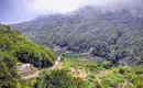 Üppiger Lorbeerwald auf La Gomera Dichter Lorbeerwald auf La Gomera mit üppiger Vegetation und Nebel.