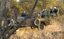 Safari-Erlebnis in Namibia Touristen beobachten einen Leoparden auf Safari in Namibia.
