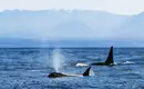 Orcas vor Vancouver Island Zwei Orcas im Wasser vor den Bergen von Vancouver Island.