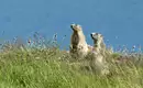 Murmeltiere in den Alpen warnen sehr lautstark vor unserer Ankunft Zwei Murmeltiere auf einer blühenden Wiese in alpiner Landschaft.
