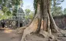 Verwunschene Tempelruinen in Angkor Wat Große Baumwurzeln umschließen alte Tempelruinen in Angkor Wat, Kambodscha.