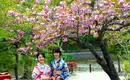 Japan: Kirschblüte oder Herbstlaub zaubern Farbenwunder