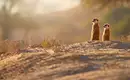Erdmännchen in der Kalahari-Wüste Zwei Erdmännchen auf einer Düne in der Kalahari-Wüste bei Sonnenuntergang.