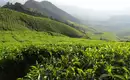Indiens Süden: Keralas Naturschönheiten entdecken