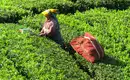 Indiens Süden: Keralas Naturschönheiten entdecken