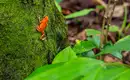 Costa Rica, Nicaragua & Panama gemütlich erwandern – Bild 14