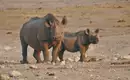 Nashorn Mama und der Nachwuchs in Namibias Etosha Park Zwei Nashörner stehen auf sandigem Boden im Etosha Nationalpark, Namibia.