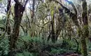 In Kleingruppen auf den Kilimanjaro: Lemosho-Route (Northern Circuit) – Bild 6