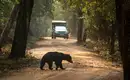 Safari im Wilpattu Nationalpark Ein Bär überquert eine Straße im Wilpattu Nationalpark vor einem Safari-Fahrzeug.