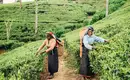 Teeernte auf Sri Lankas Plantagen Zwei Arbeiter ernten Tee auf einer grünen Plantage in Sri Lanka.