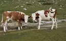 Alpenüberschreitung von Innsbruck nach Venedig – die komplette Strecke
