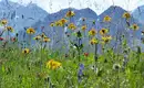 Alpenwiese mit Bergpanorama Blumenwiese in den Alpen mit Bergkamm im Hintergrund.