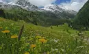 Blühende Almwiesen in den Alpen Blumenwiese mit Bergen im Hintergrund in den Alpen
