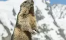 Alarm bei den Murmeltieren Murmeltier steht aufrecht vor verschneiten Berggipfeln in den Alpen.
