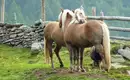 Haflinger Pferde in den Alpen Zwei Haflinger Pferde kuscheln auf einer Almenwiese, umgeben von Bergen.
