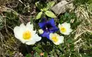 Alpenblumen in voller Pracht Weiße und blaue Alpenblumen in alpiner Umgebung.