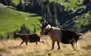 Individuelle Alpenüberquerung Oberstdorf-Meran auf dem E5
