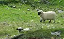 Walliser Schwarznasenschafe in den Alpen Schwarznasenschafe auf grüner Almwiese in den Alpen.