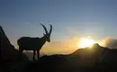 Alpensteinbock im Sonnenaufgang Silhouette eines Alpensteinbocks vor dem Sonnenaufgang in den Alpen.