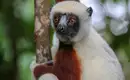 Magisches Madagaskar: Lemuren, Tsingys und Tropenparadiese