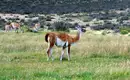 Guanakos grasen in der patagonischen Landschaft.