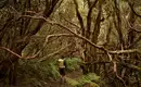 Die Highlights Teneriffas erwandern