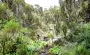Kilimanjaro: Marangu-Route – Bild 6