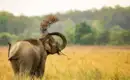 Silvester in Indien erleben