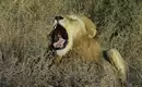 Löwe in der afrikanischen Wildnis Ein Löwe gähnt im dichten Gras der afrikanischen Savanne.