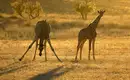 Giraffen in der namibischen Savanne - beim Frühsport! Zwei Giraffen in der goldenen Abendsonne in Namibias Savanne, umgeben von trockenem Gras.
