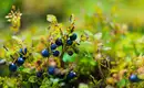 Nahaufnahme von Wildbeeren auf einer isländischen Wiese mit Tau.