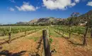 Weinberge auf Kreta Weinberge auf Kreta mit Bergen im Hintergrund und blauem Himmel.