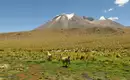 Beeindruckende Landschaft in den Anden Alpakas in einer grünen Andenlandschaft mit schneebedeckten Bergen